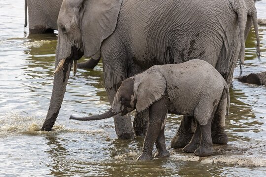 African elephants (Loxodonta africana), Moringa waterhole, Camp Halali, Etosha National Park, Namibia