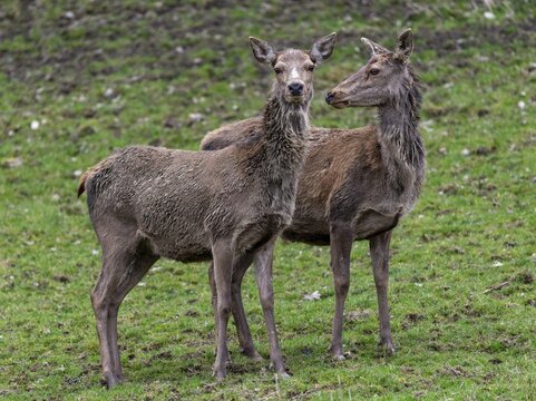 Artiodactyla, Cervus Elaphus, even-toed ungulate, cloven-hoofed, red deer, red deer, deer, mammals, mammals