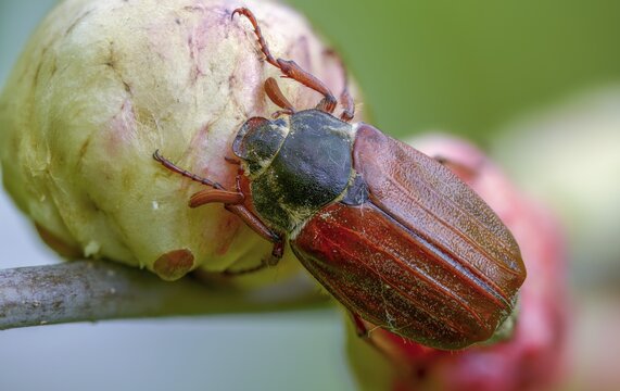 Leaf horn beetle, field may beetle, common may beetle, may bug, melolontha melolontha, scarabaeidae, beetle, cockchafer, coleoptera, doodlebug, insects, beetles