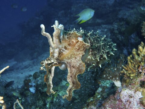 Broad-armed cuttlefish (Sepia latimanus) swimming amongst the coral at the Close Encounters dive site, Permuteran, Bali, Indonesia