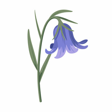 Graceful purple bluebell flower isolated on white background for spring botanical design