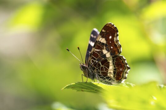 Araschnia Levana, European map, map butterfly, butterfly, insects, butterfly, butterflies, butterflies, butterflies