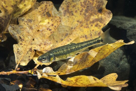 Bitterfish, minnow, Eurasian minnow, minnow, prille, phoxinus phoxinus, common minnow, fish, fishes, rivers, pisces