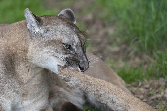 One male cougar, Puma concolor, playing with the tail of its female mate. Green vegetation in the background