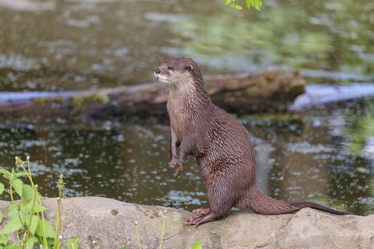On a sunny day, an oriental small-clawed otter (Aonyx cinerea) stands attentively upright on a rock by the riverbank, observing something. India to Southeast Asia, islands of Sumatra, Java, Borneo and Palawan