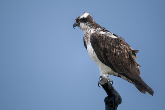 Accipitriformes, osprey, pandion haliaetus, eagles, eagles, fish hawks, raptors, river hawks, sea hawks, birds of prey, raptors, river hawks, sea hawks, birds