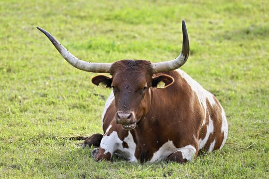 Texas longhorn cow sitting in a meadow, Meienberg, Aargau Canton, Switzerland
