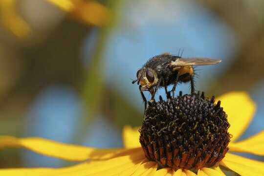 Hedgehog fly (Tachina fera), collecting nectar from a flower of yellow coneflower (Echinacea paradoxa), Wilden, North Rhine-Westphalia, Germany