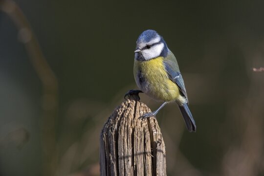 Blue tit, parus caeruleus, birds, garden fence, garden fence, tits, passeri, songbirds, songbirds, tits, birds