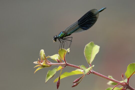 Banded demoiselle damselfly (Calopteryx splendens) adult male insect eating a small fly on a garden red fuchsia flower in summer, England, United Kingdom