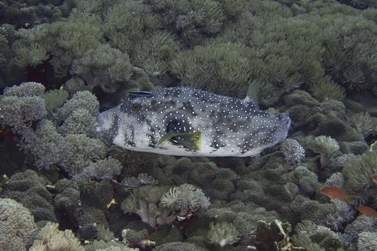 A pufferfish with a distinctive graffiti-like pattern, the white-spotted pufferfish (Arothron hispidus), glides gently over soft corals at the Toyapakeh dive site, Nusa Ceningan, Nusa Penida, Bali, Indonesia