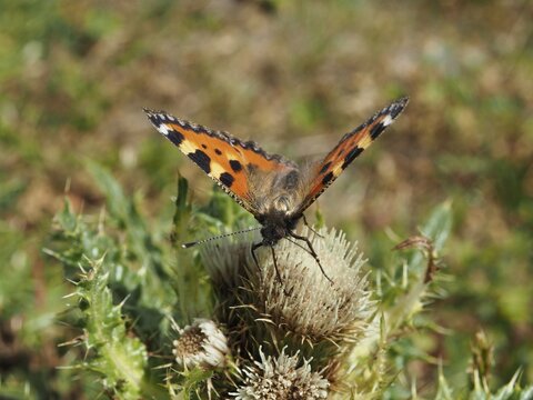 A butterfly with orange wings, the Small tortoiseshell (Aglais urticae), is perched on a thistle, basking in the sun, Goms, Canton of Valais, Switzerland