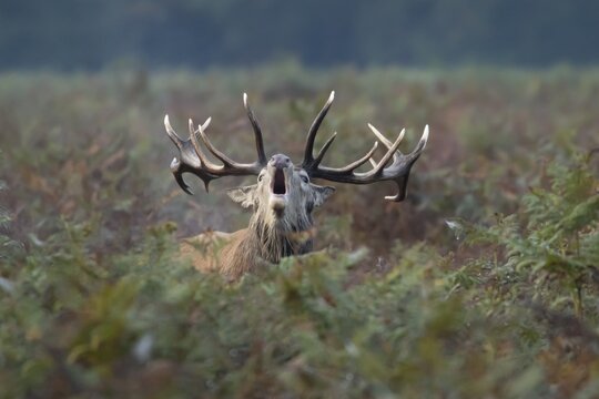 Red deer (Cervus elaphus) adult male stag animal roaring during the annual rutting season in bracken in autumn, England, United Kingdom