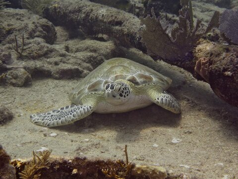 Hawksbill sea turtle (Eretmochelys imbricata imbricata) resting quietly on the sand, surrounded by soft corals, on the wreck of the Benwood. Dive site John Pennekamp Coral Reef State Park, Key Largo, Florida Keys, Florida, USA