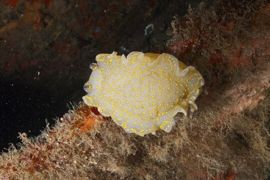 A bright yellow snail, yellow-violet star snail (Felimare Picta), gliding over algae-covered surface, dive site peninsula Giens, Mediterranean Sea, Porquerolles, Provence, C&ocirc;te d'Azur, France