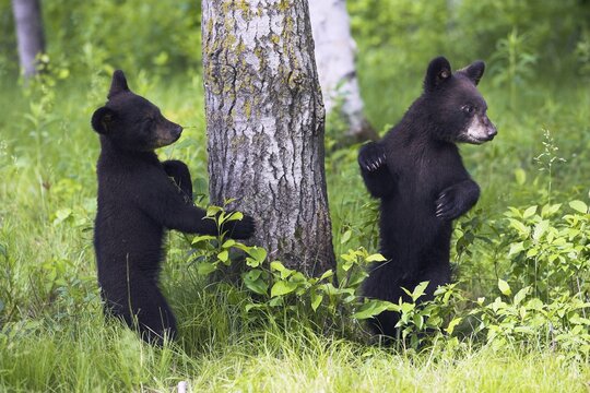 American Black Bear (Ursus americanus), Minnesota, USA: Two young black bears explore a tree trunk in the countryside