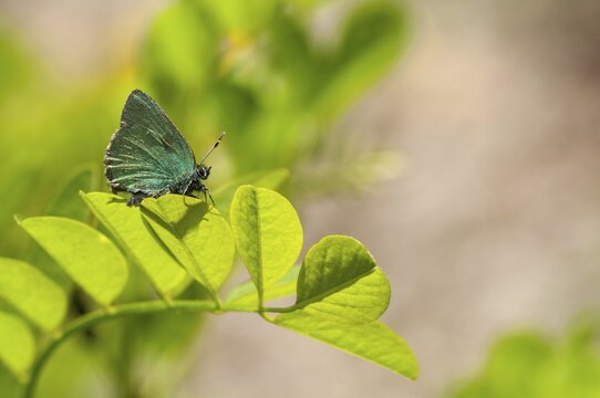 Brandenburg, blackberry tip fallow, Callophrys Rubi, Germany, gren hairstreak, green pointed fallow, Nabu, national natural heritage, natural paradise Gr&uuml;nhaus, post-mining landscape, butterfly, green house, insects, butterfly, butterfly, butterflies