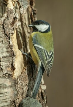 Great tit, great tit, parus major, birds, high size, portrait format, tits, passeri, songbirds, tits, birds