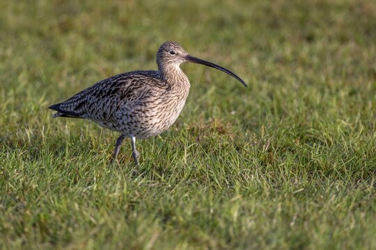 Eurasian curlew (Numenius arquata), D&uuml;mmer, Lembruch, Lower Saxony, Germany