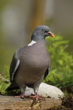 Common wood pigeon (Columba palumbus), standing on a stone on the ground, North Rhine-Westphalia, Germany