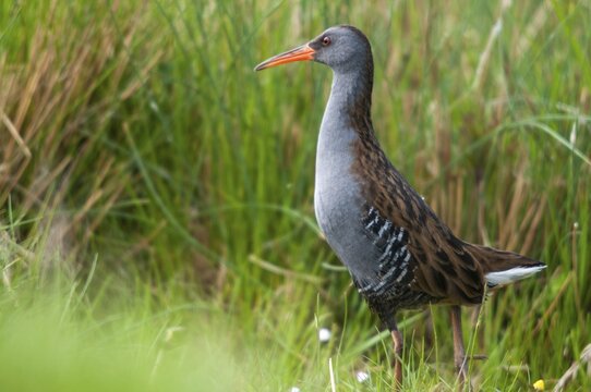 Rallus aquaticus, water rail, birds, gruiformes, cranes, rails, harrows, rallidae, birds, waterbirds, waterbirds, waterbirds