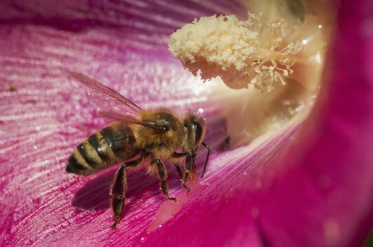 Apidae, apis mellifera, bees, European honey bee, European honeybee, hymenoptera, western honey bee, honey bee, honey bee, honeybee, insects, wild bees