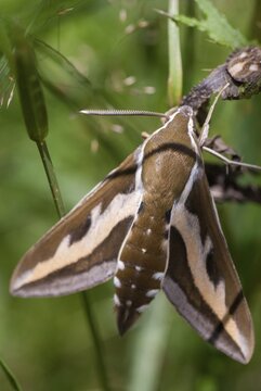 Hyles gallii, bedstraw owl, sphingidae, bedstraw hawk moth, butterfly, galium sphinx, high size, portrait format, insects, moths, moths, moths, butterfly, swarmer