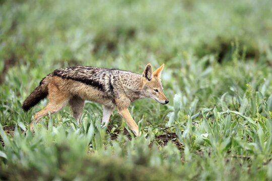 Black-backed jackal (Lupulella mesomelas), adult, stalking, alert, foraging, Kruger National Park, South Africa
