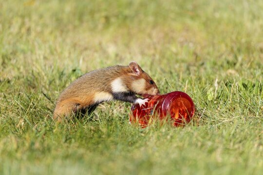 A European hamster (Cricetus cricetus) rolls a grave candle toward its burrow to eat the wax. Vienna, Austria