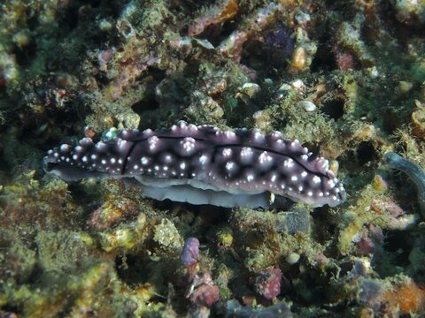 A dark-coloured nudibranch with pigmented raised areas, the pustular wart snail (Phyllidiella pustulosa), on the reef at the Prapat dive site, Penyapangan, Bali, Indonesia