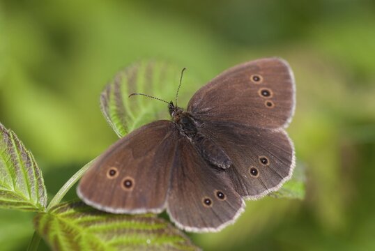 Aphantopus hyperantus, brown forest bird, ringlet, chimney sweep, forest bird, butterfly, insects, butterfly, butterflies