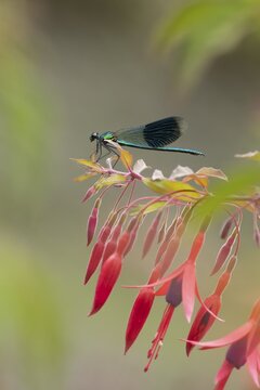 Banded demoiselle damselfly (Calopteryx splendens) adult male insect resting on a Fuchsia plant flowers in summer, England, United Kingdom