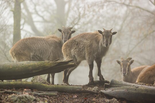 A group of Himalayan Tahr (Hemitragus jemlahicus) stands or rests in a small clearing in the forest on a foggy day