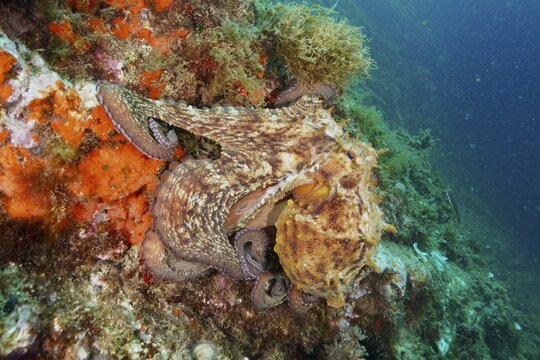 A Common Octopus (Octopus vulgaris) hides on the colourful seabed between sea sponges and algae. Dive site Cap de Creus Marine Reserve, Rosas, Costa Brava, Spain, Mediterranean Sea