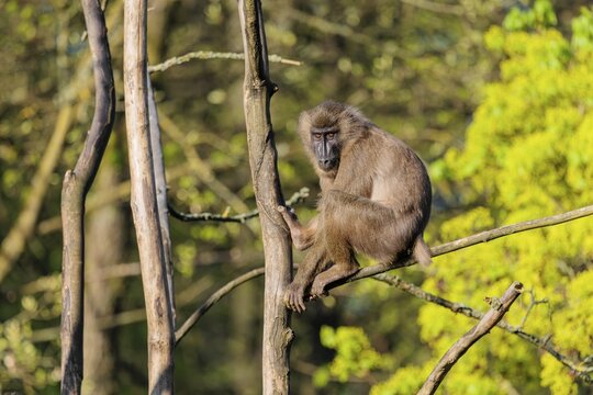 A female Drill (Mandrillus leucophaeus) sits high up in a tree and enjoys the early sunlight. A green forest can be seen in the background