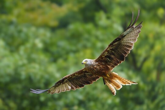 Red Kite (Milvus milvus), wildlife, Germany. A bird of prey flies sideways through the air against a green background