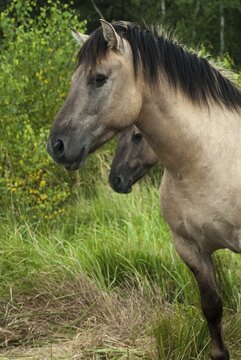 Am Swordstein, Equus Caballus sspec., Germany, odd-toed ungulates, perissodactyla, Tautenhain, Thuringia, habitat care, domesticated animals, pet, high size, portrait format, horses, landscape preservation, landscape conservation, mammals, horses, mammals, impairhoofs