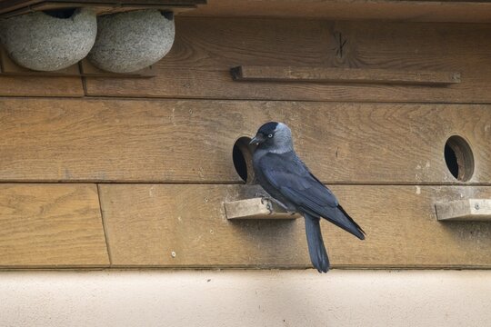 Corvus monedula, jackdaw, birds, brood cave, breeding ground, corvidae family of birds, nesting aid, passeri, corvids, songbirds, birds