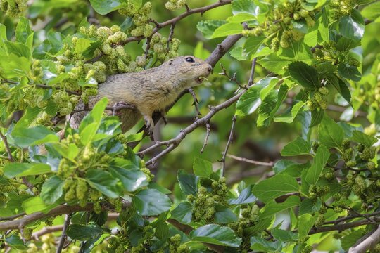 A fully grown ground squirrel (Spermophilus citellus) climbs a black mulberry tree (Morus nigra) (a rare sight) to reach the flowers. Austria