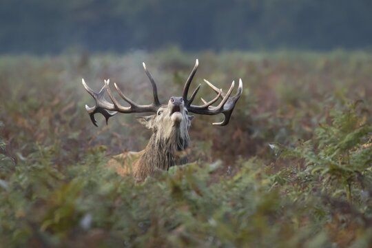 Red deer (Cervus elaphus) adult male stag animal roaring in bracken during the rutting season in autumn, England, United Kingdom