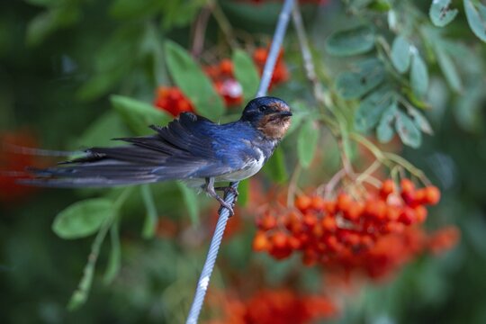 Hirundo rustica, barn swallow, birds, plumage care, passeri, swallows, songbirds, songbirds, birds