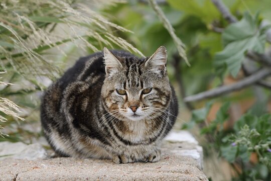 House cat lying on a wall, Algarve, Portugal