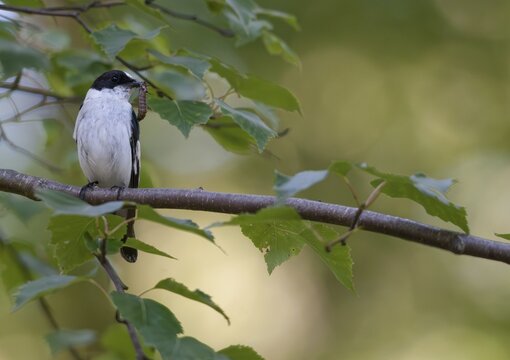 Collared flycatcher, ficedula albicollis, collared snapper, birds, passeri, songbirds, birds