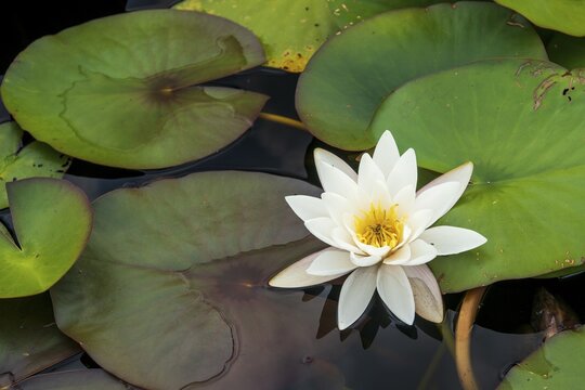 Water lily (Nymphaea) in a pond, Hoenderloo, Gelderland, Lower Saxony