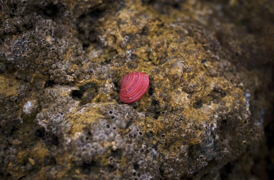 Red shell on the beach, Praia da Dona Ana, Lagos, cliffs, Atlantic Ocean, Algarve, Portugal
