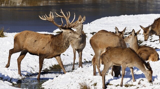 Red deer (Cervus elaphus) Red deer in winter, herd, deer in the snow with hinds on a water bank, Schleswig-Holstein, Germany