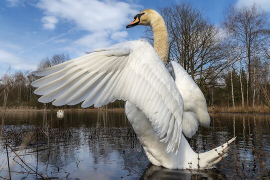 Cygnus olor, mute swan, anatidae, birds, duckbirds, spring, cusp swan, swans, jump, swans, birds, waterbirds, waterbirds