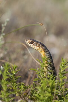 Dolichophis Caspius, European Whip Snake, Caspian Snake, Caspian Snake, Caspian Wrath Snake, Critters, Greece, high size, portrait format, reptilia, reptiles, snakes, snakes