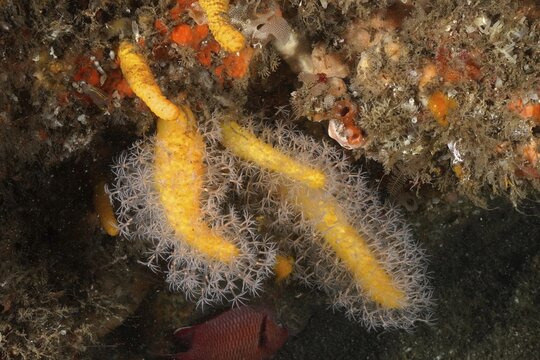 Dead mans finger (Leutherobia aurea), soft coral, Aliwal Shoal dive site, Umkomaas, KwaZulu Natal, South Africa
