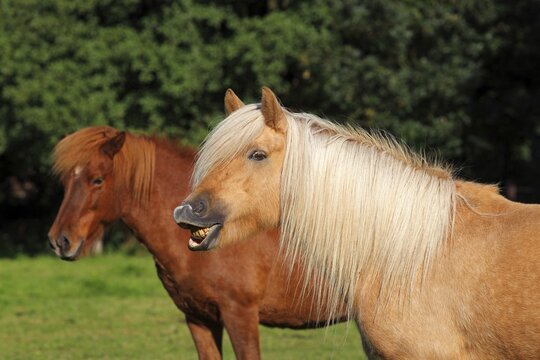 Icelandic Horses, two mares